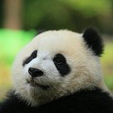 画画的桑梓的头像