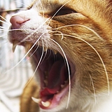 静静Meow的头像