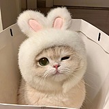 妍啊燕呀的头像