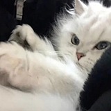 沸腾的小白的头像