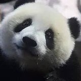 Alice花的头像