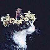 胡冠楠Shannan的头像