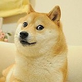 阿Yanyan的头像