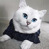 zkmisswang的头像