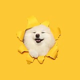 热爱自由啦的头像