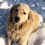 小阳光设计师的头像