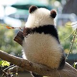 中华小熊猫的头像
