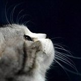 环SAMA的头像
