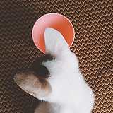 阮啊啊啊的头像