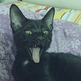 鸡九九的头像