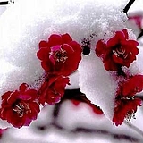 小七的春天的头像