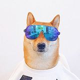 Da_Dian的头像