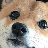 花间间间间的头像