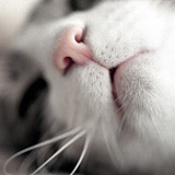 猫妮儿的头像