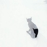 Vulpess的头像