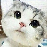 戎菲的头像