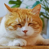 猛男少女心的头像