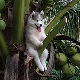 止觀的头像