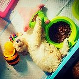 上街抓老鼠的头像
