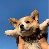 西瓜也是瓜的头像