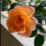 玉簪花的头像