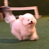 果果锅的头像