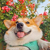用户头像