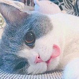 蒲蒲笑的头像
