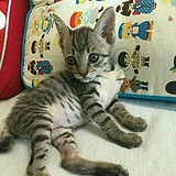 杨小白or小白羊的头像