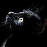 布莱克猫的头像