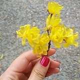 圆圆的蜗牛的头像