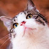 胖猫大大的头像