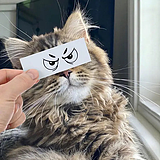 Jessie喋喋的头像