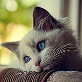 无脸男的头像