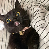 黑猫警长n的头像