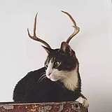 安迪的猫的头像