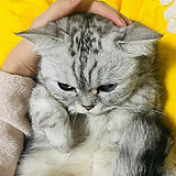 喵来喵去_001的头像