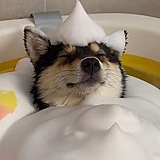 小心蓝色的头像