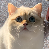 Nicole妮蔻的头像