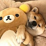 舞大爷的头像