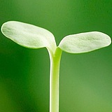 啊哦嘿的头像