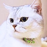 Holly_CC的头像