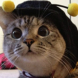 猪猪儿的头像