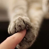 徐家猫猫的头像