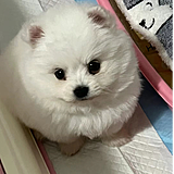 Ianniee的头像
