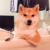 西红柿丶的头像