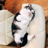 咕咕会画猫的头像