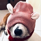 BuddyA_Studio的头像