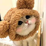 天上有只鱼的头像