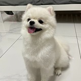 一条好鱼儿的头像